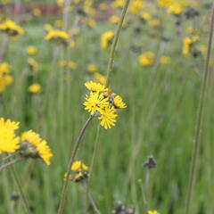 Jestřábník huňatý - Hieracium villosum