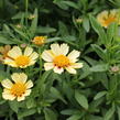 Krásnoočko velkokvěté  Solanna 'Sunset Burst' - Coreopsis grandiflora Solanna 'Sunset Burst'