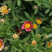 Krásnoočko velkokvěté  Solanna 'Sunset Burst' - Coreopsis grandiflora Solanna 'Sunset Burst'