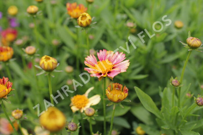 Krásnoočko velkokvěté  Solanna 'Sunset Burst' - Coreopsis grandiflora Solanna 'Sunset Burst'