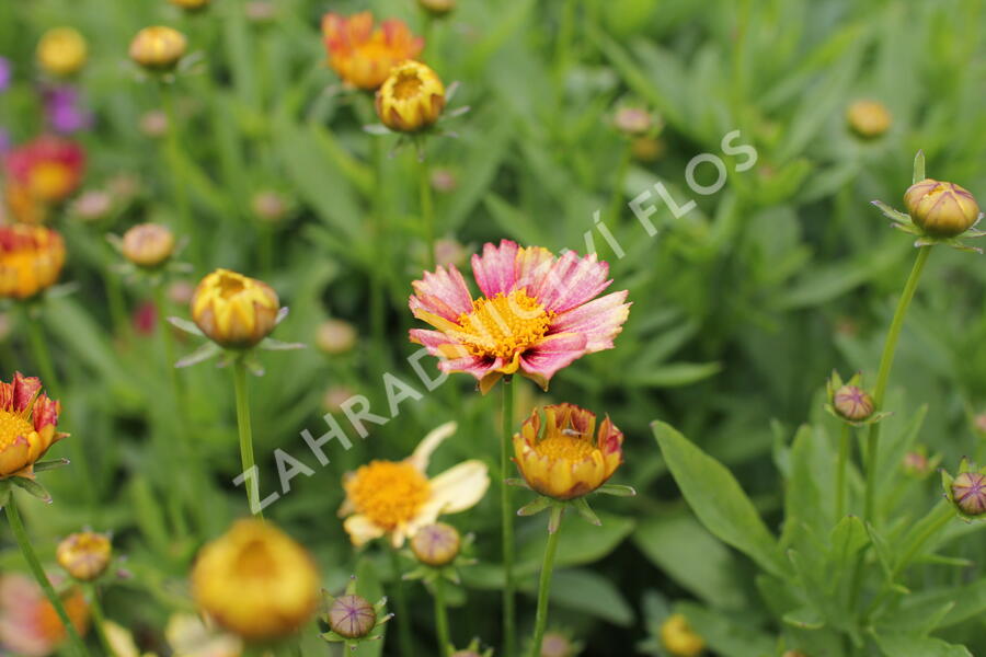 Krásnoočko velkokvěté  Solanna 'Sunset Burst' - Coreopsis grandiflora Solanna 'Sunset Burst'