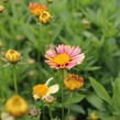 Krásnoočko velkokvěté  Solanna 'Sunset Burst' - Coreopsis grandiflora Solanna 'Sunset Burst'