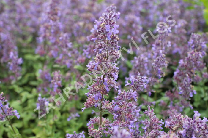 Šanta 'Summer Magic' - Nepeta grandiflora 'Summer Magic'