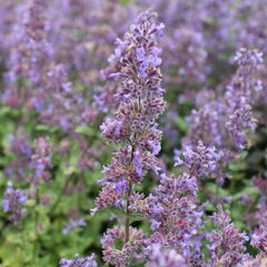 Šanta 'Summer Magic' - Nepeta grandiflora 'Summer Magic'