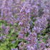 Nepeta grandiflora 'Summer Magic'.JPG