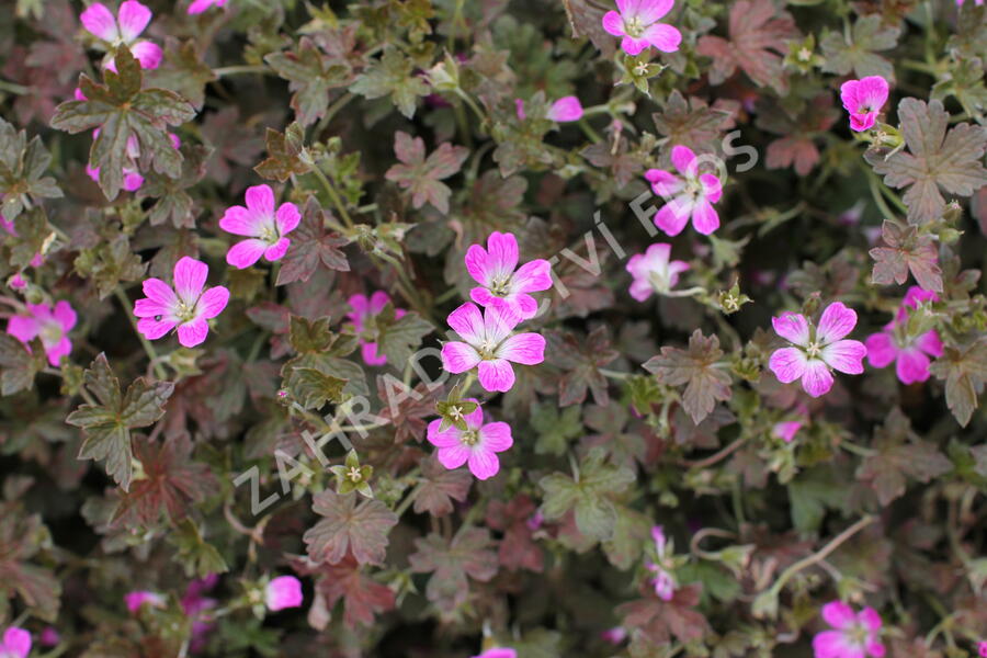 Kakost 'Orkney Cherry' - Geranium 'Orkney Cherry'