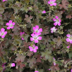 Kakost 'Orkney Cherry' - Geranium 'Orkney Cherry'