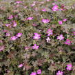 Kakost 'Orkney Cherry' - Geranium 'Orkney Cherry'