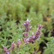 Šanta 'Veluw's Blauwtje' - Nepeta grandiflora 'Veluw's Blauwtje'