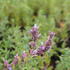 Nepeta grandiflora 'Veluw's Blauwtje'.JPG