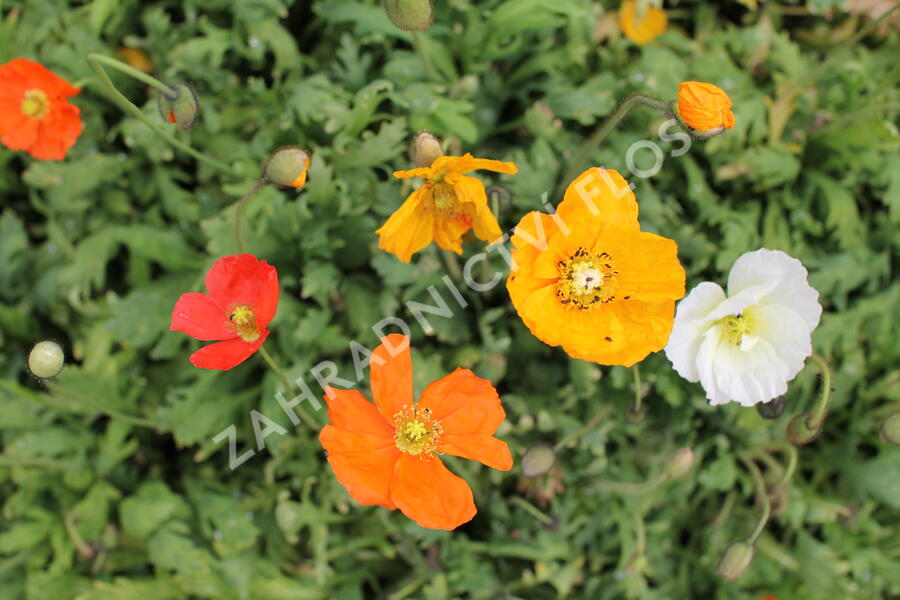 Mák lysý 'Panama mix' - Papaver nudicaule 'Panama mix'