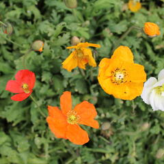 Mák lysý 'Panama mix' - Papaver nudicaule 'Panama mix'