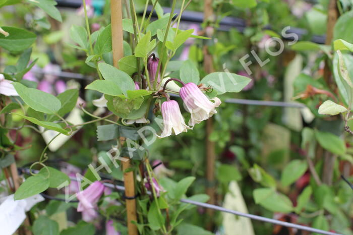 Plamének vlašský 'Fay' - Clematis viticella 'Fay'