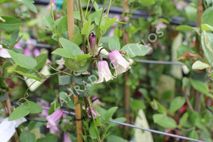 Plamének vlašský 'Fay' - Clematis viticella 'Fay'