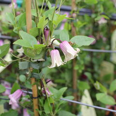 Plamének vlašský 'Fay' - Clematis viticella 'Fay'