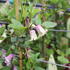 Clematis viticella 'Fay'.JPG