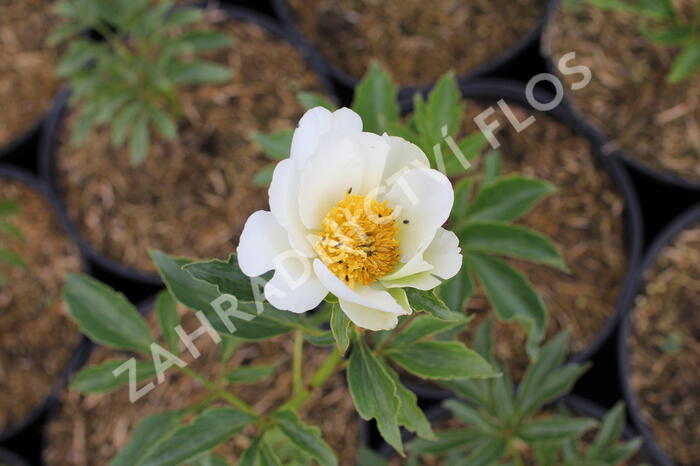 Pivoňka bělokvětá 'White Wings' - Paeonia lactiflora 'White Wings'