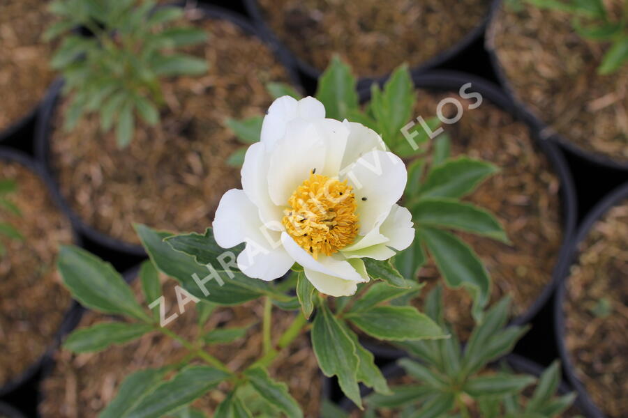 Pivoňka bělokvětá 'White Wings' - Paeonia lactiflora 'White Wings'