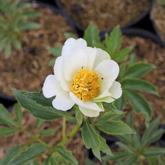 Pivoňka bělokvětá 'White Wings' - Paeonia lactiflora 'White Wings'