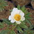 Paeonia lactiflora 'White Wings'.JPG