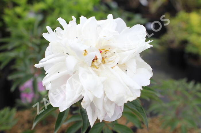 Pivoňka bělokvětá 'Lady Alexandra Duff' - Paeonia lactiflora 'Lady Alexandra Duff'