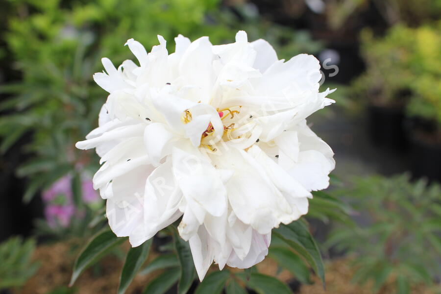 Pivoňka bělokvětá 'Lady Alexandra Duff' - Paeonia lactiflora 'Lady Alexandra Duff'