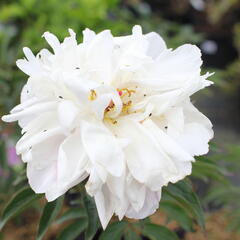 Pivoňka bělokvětá 'Lady Alexandra Duff' - Paeonia lactiflora 'Lady Alexandra Duff'