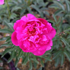 Pivoňka bělokvětá 'Best Man' - Paeonia lactiflora 'Best Man'