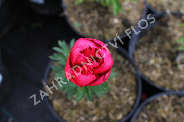 Pivoňka bělokvětá 'Big Ben' - Paeonia lactiflora 'Big Ben'