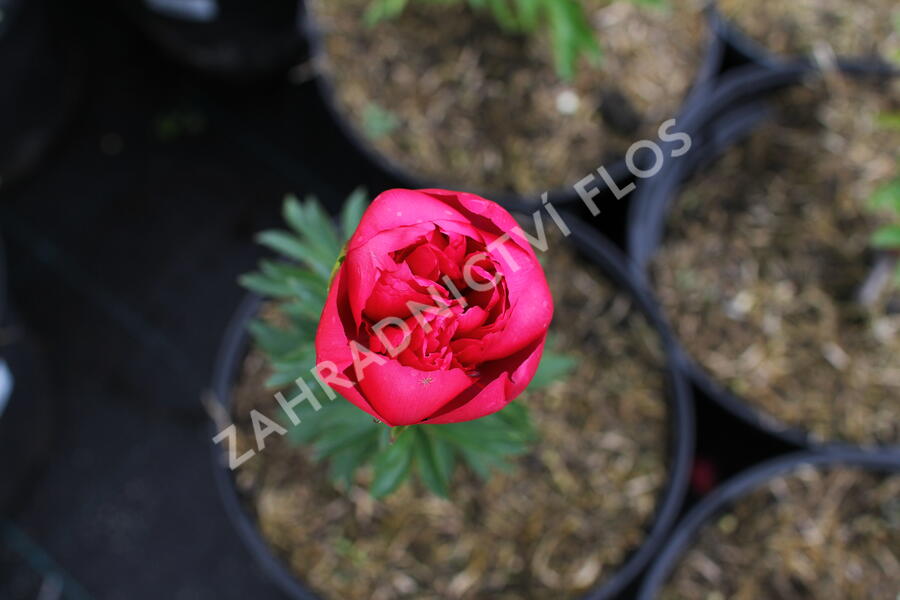 Pivoňka bělokvětá 'Big Ben' - Paeonia lactiflora 'Big Ben'