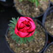 Pivoňka bělokvětá 'Big Ben' - Paeonia lactiflora 'Big Ben'