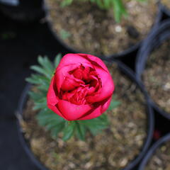 Pivoňka bělokvětá 'Big Ben' - Paeonia lactiflora 'Big Ben'