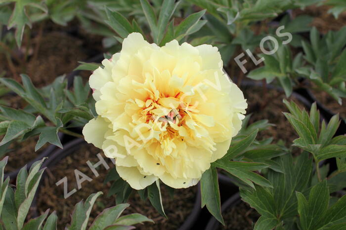 Pivoňka Itoh-hybrid 'Border Charm' - Paeonia Itoh-hybrid 'Border Charm'