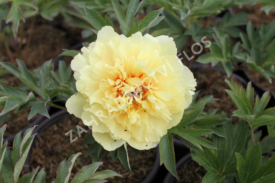 Pivoňka Itoh-hybrid 'Border Charm' - Paeonia Itoh-hybrid 'Border Charm'