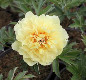 Pivoňka Itoh-hybrid 'Border Charm' - Paeonia Itoh-hybrid 'Border Charm'