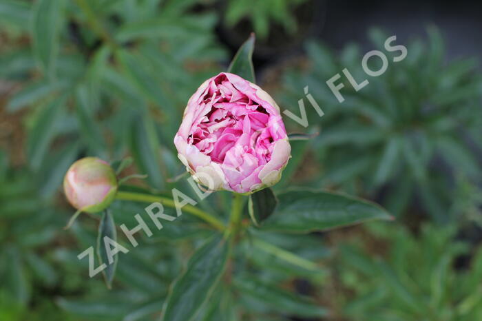 Pivoňka bělokvětá 'Chiffon Parfait' - Paeonia lactiflora 'Chiffon Parfait'