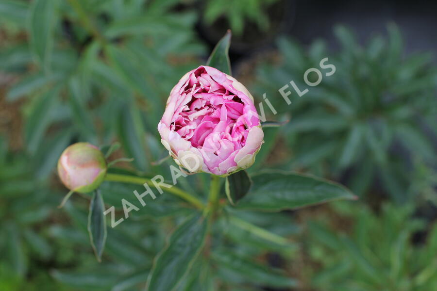 Pivoňka bělokvětá 'Chiffon Parfait' - Paeonia lactiflora 'Chiffon Parfait'