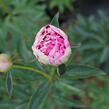 Pivoňka bělokvětá 'Chiffon Parfait' - Paeonia lactiflora 'Chiffon Parfait'