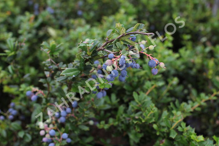 Dřišťál Darwinův - Berberis darwinii