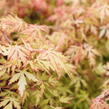 Javor dlanitolistý 'Orange Lace' - Acer palmatum 'Orange Lace'