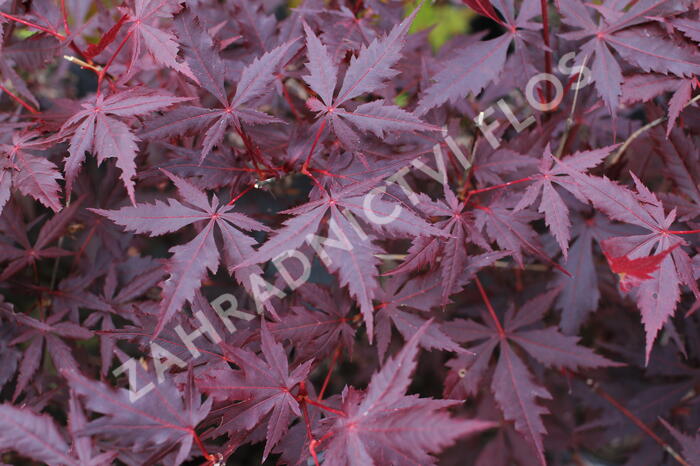 Javor dlanitolistý 'Trompenburg' - Acer palmatum 'Trompenburg'