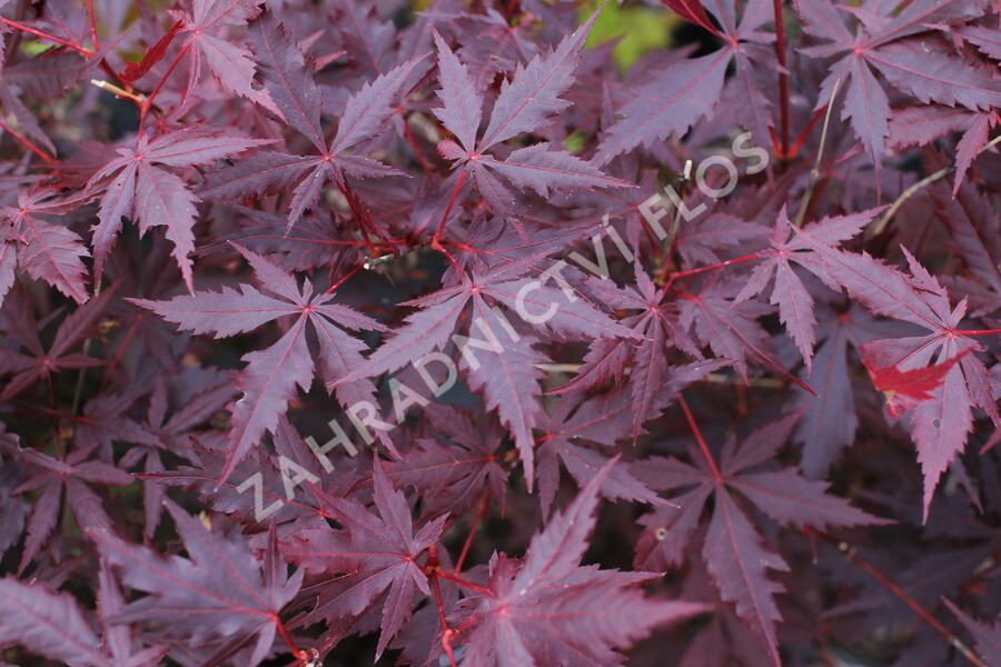 Javor dlanitolistý 'Trompenburg' - Acer palmatum 'Trompenburg'