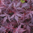 Javor dlanitolistý 'Trompenburg' - Acer palmatum 'Trompenburg'