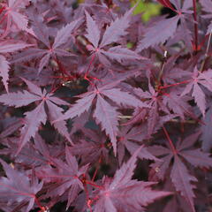 Javor dlanitolistý 'Trompenburg' - Acer palmatum 'Trompenburg'