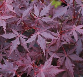 Javor dlanitolistý 'Trompenburg' - Acer palmatum 'Trompenburg'