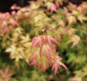 Javor dlanitolistý 'Bi-hoo' - Acer palmatum 'Bi-hoo'