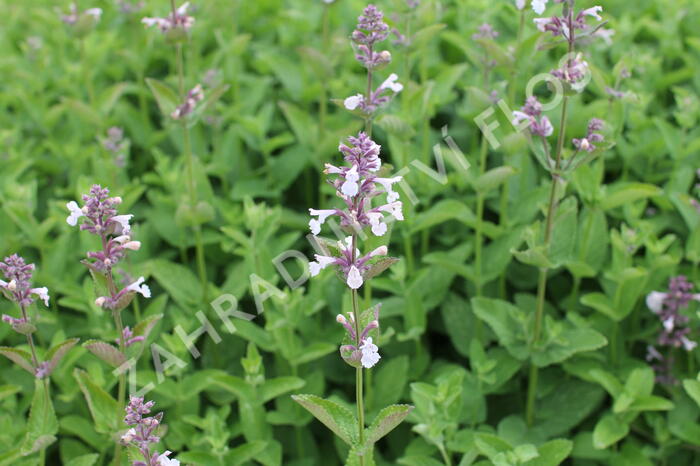 Šanta 'Florina' - Nepeta 'Florina'