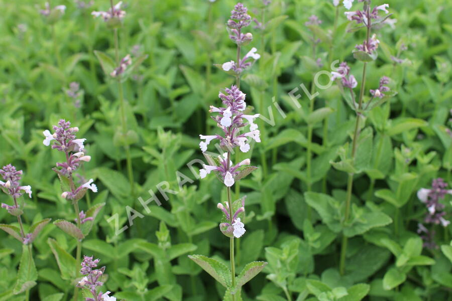 Šanta 'Florina' - Nepeta 'Florina'