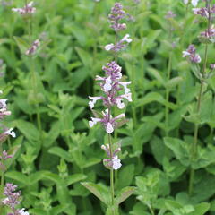 Šanta 'Florina' - Nepeta 'Florina'