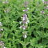 Nepeta 'Florina'.JPG